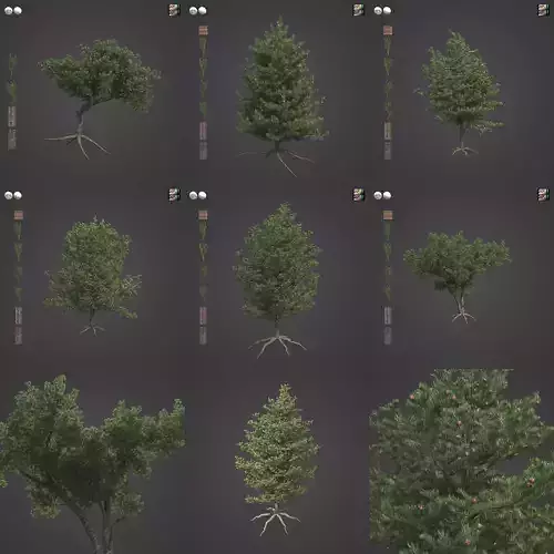 2021 PBR Pinyon Pine Collection - Pinus Edulis 