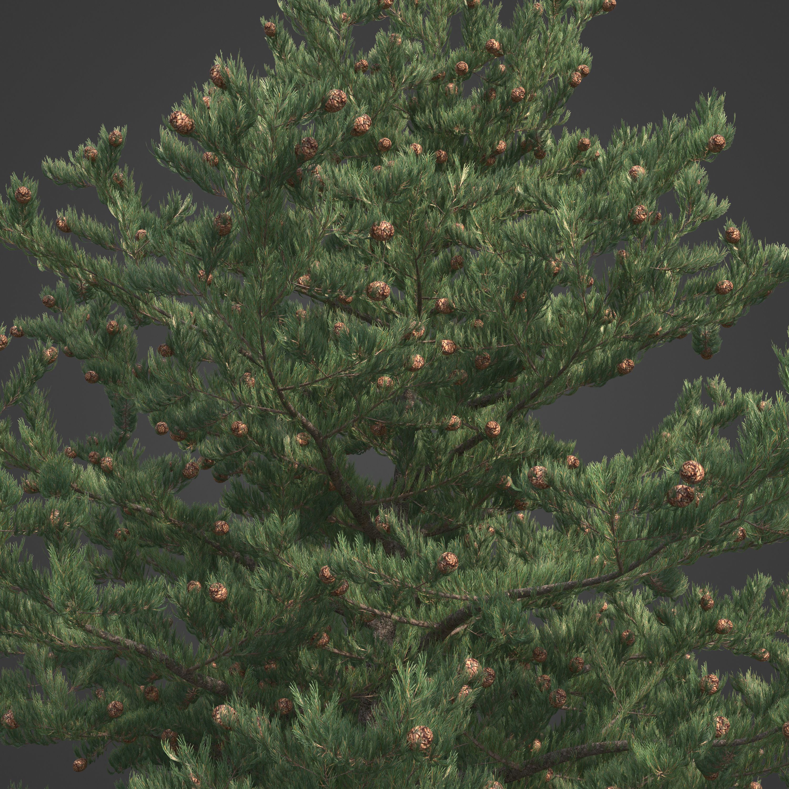 2021 PBR Pinyon Pine Collection - Pinus Edulis 3D model_3