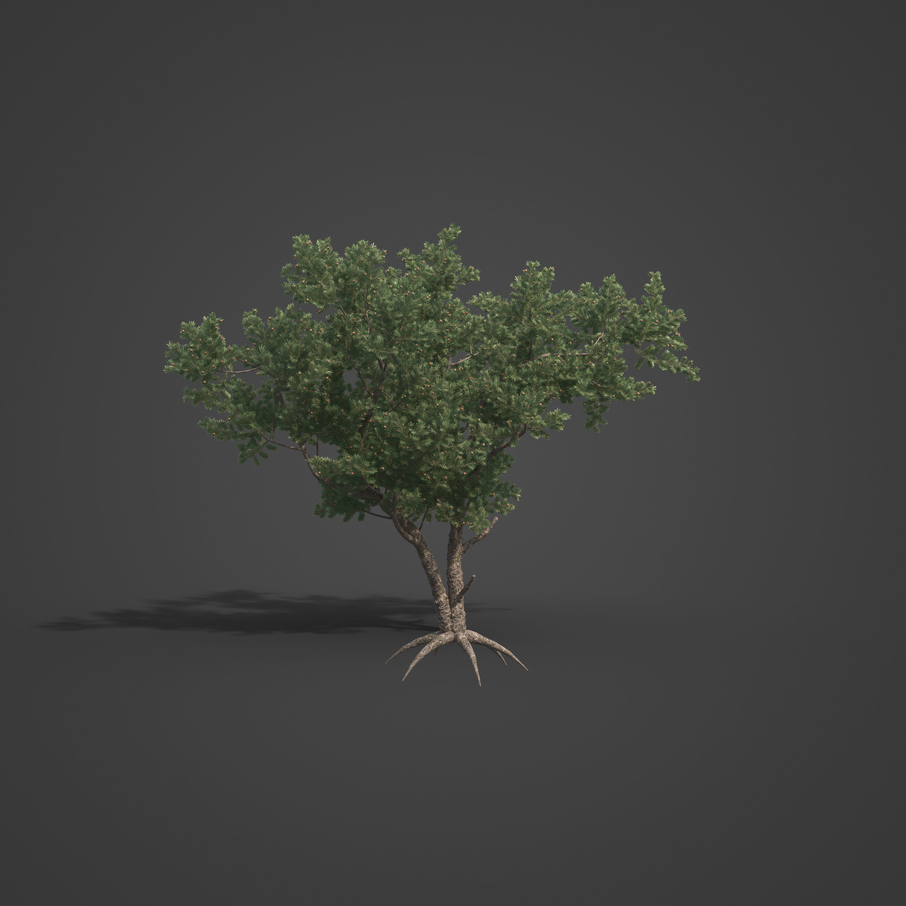 2021 PBR Pinyon Pine Collection - Pinus Edulis 3D model_7