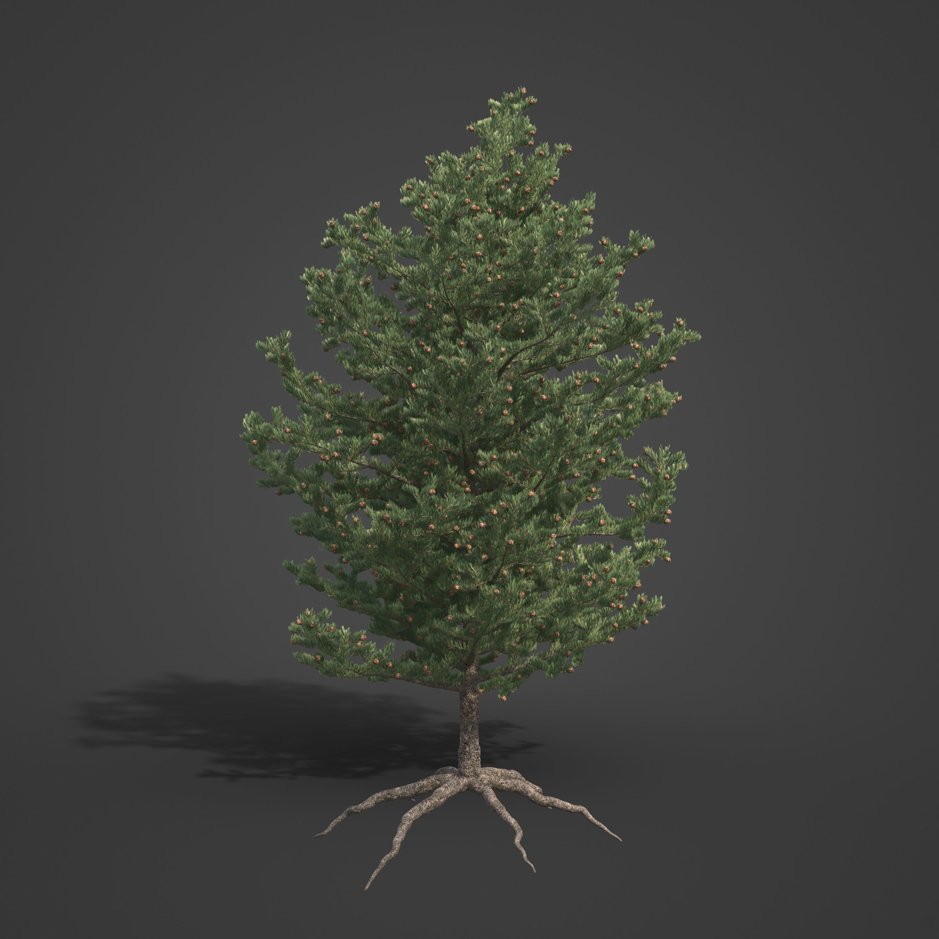 2021 PBR Pinyon Pine Collection - Pinus Edulis 3D model_6