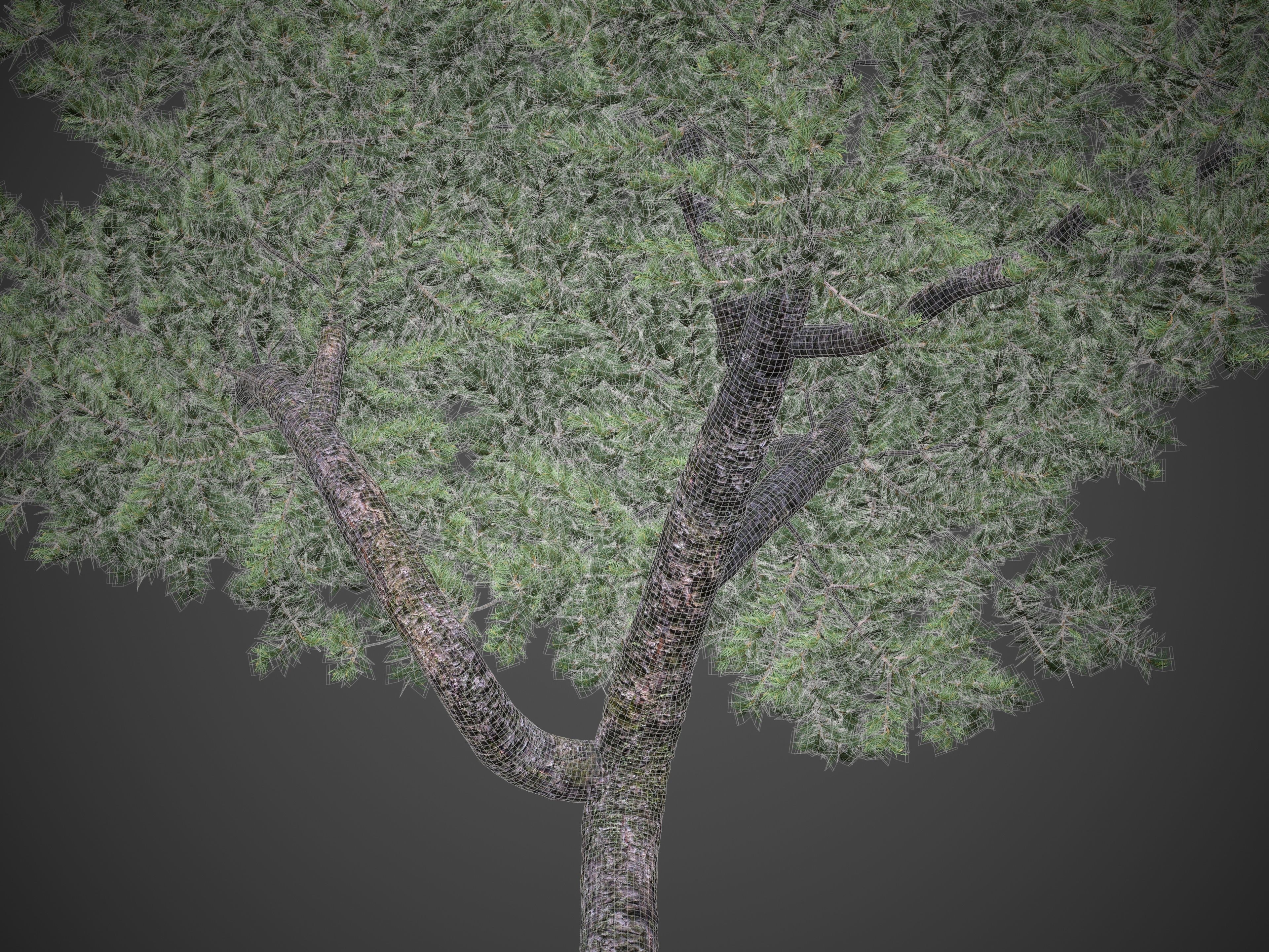 2021 PBR Pinyon Pine Collection - Pinus Edulis 3D model_9