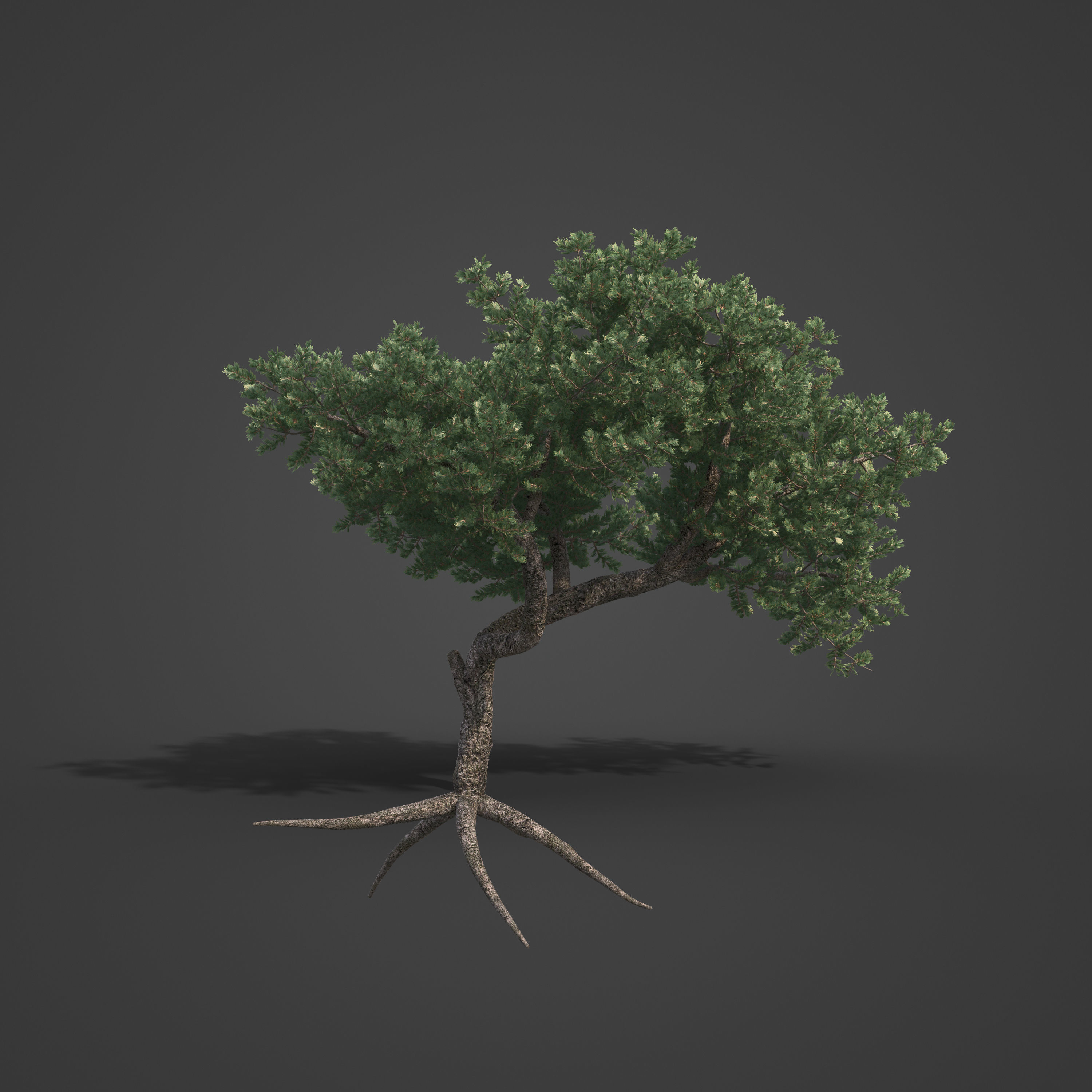 2021 PBR Pinyon Pine Collection - Pinus Edulis 3D model_4
