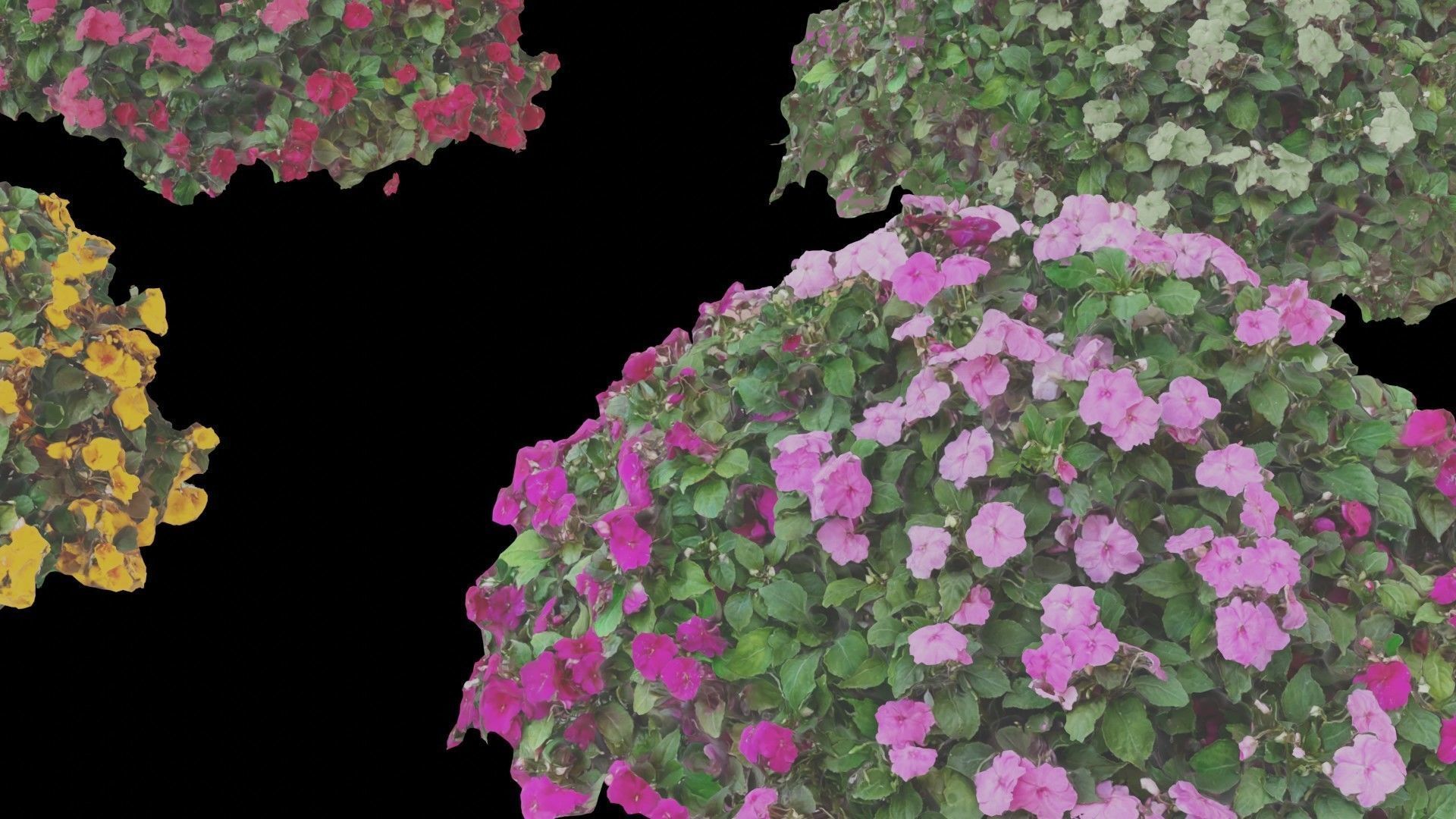 Flowers bush bundle - scanned Low-poly 3D model_5