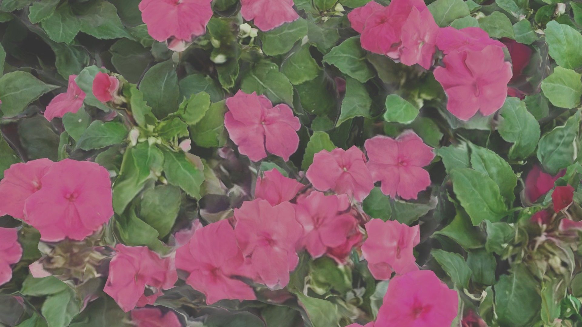 Flowers bush bundle - scanned Low-poly 3D model_19