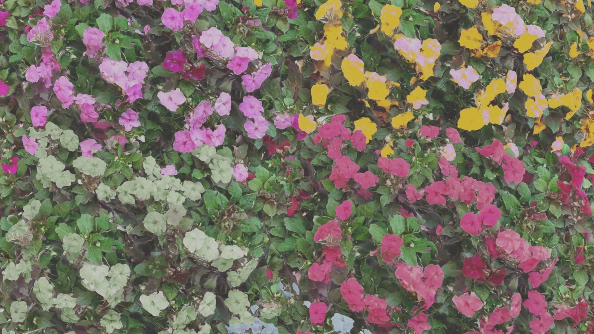 Flowers bush bundle - scanned Low-poly 3D model_6