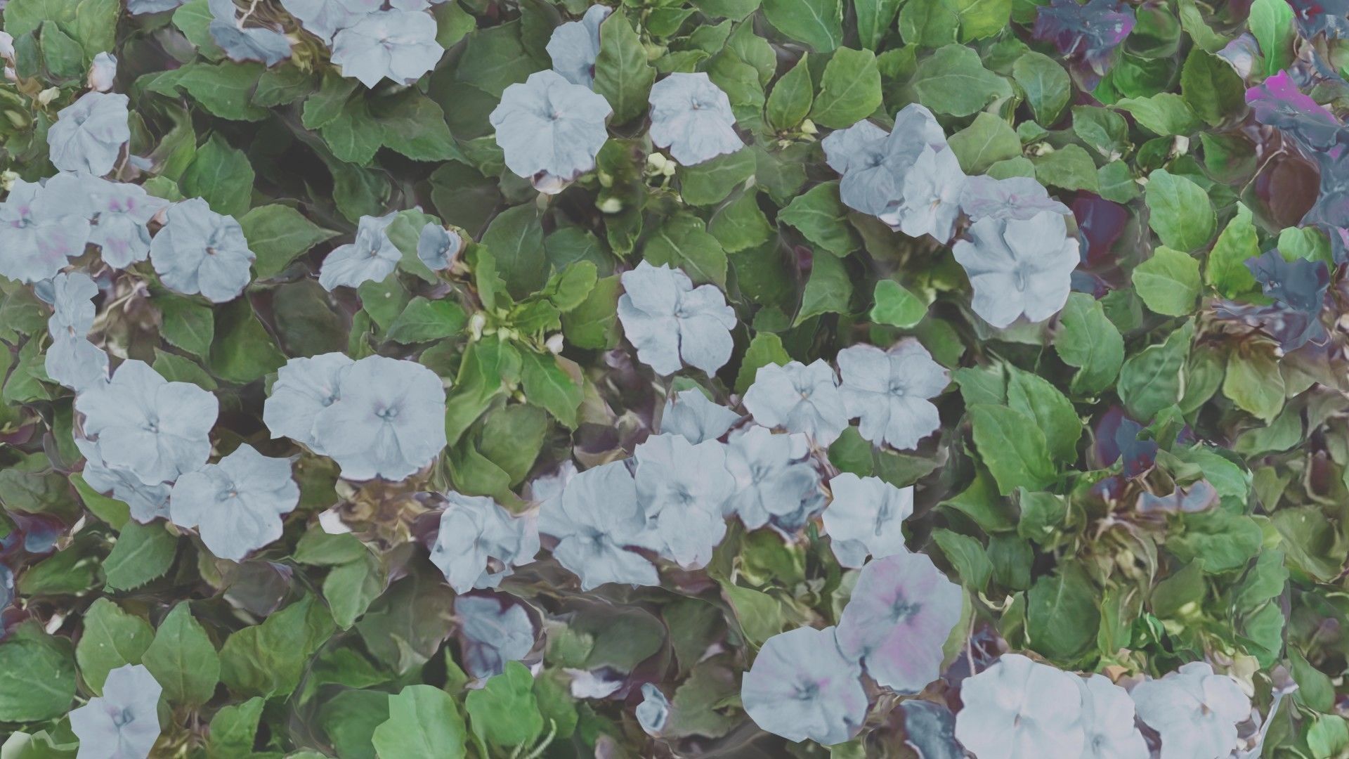 Flowers bush bundle - scanned Low-poly 3D model_7