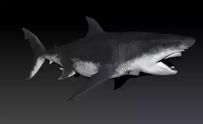 Megalodon SCULPT Project 3D model