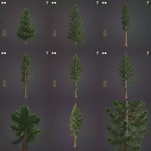 2021 PBR Giant Sequoia Collection - Sequoiadendron Giganteum 