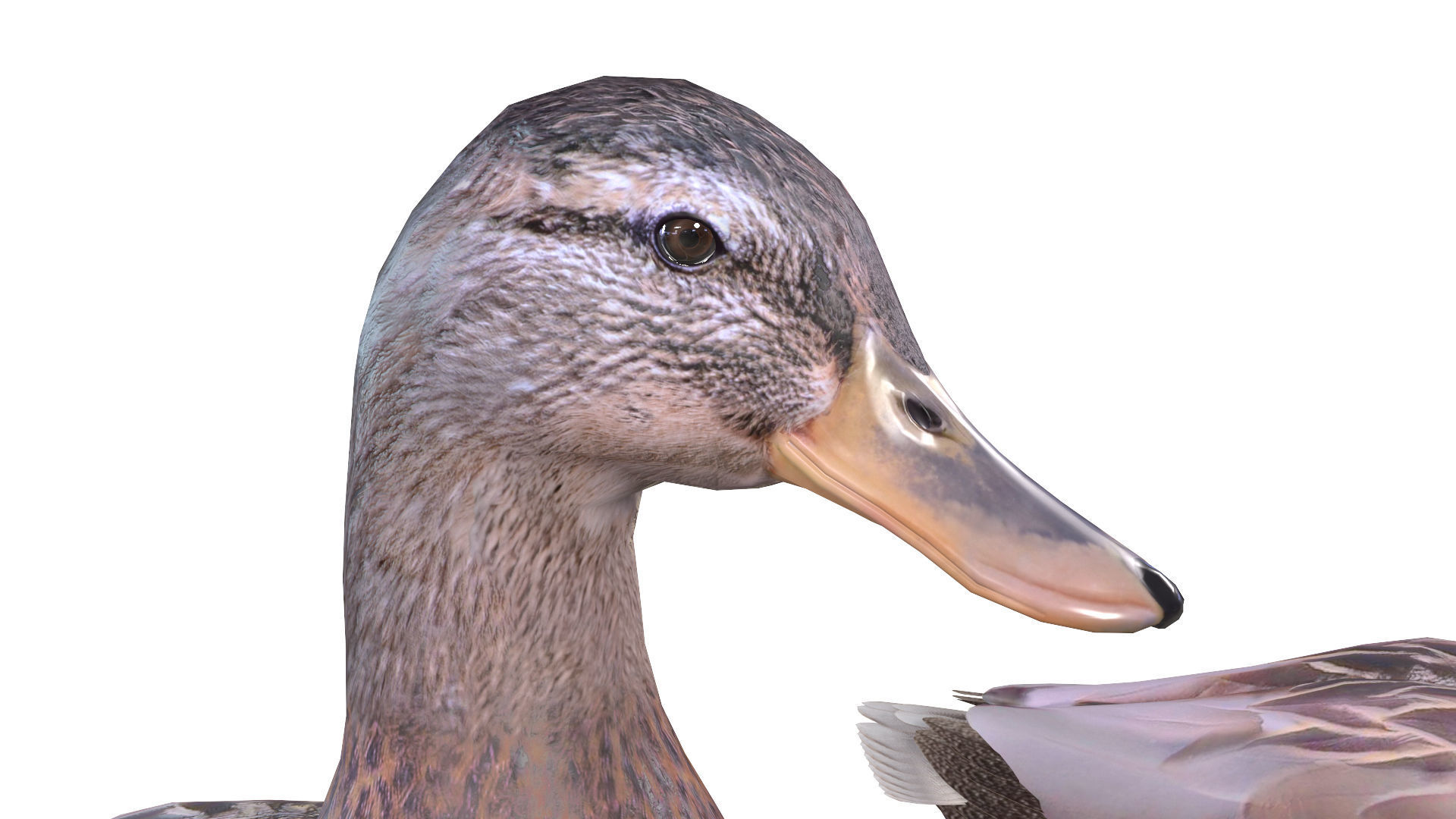 Mallard Duck Female 3D model_5