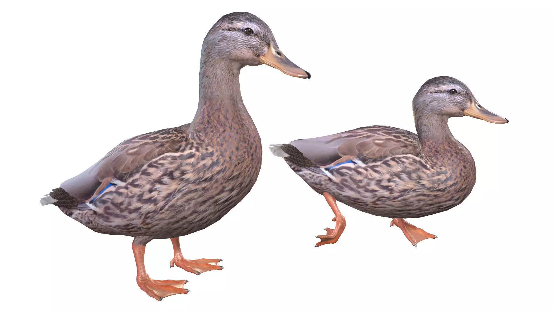 Mallard Duck Female 3D model_0