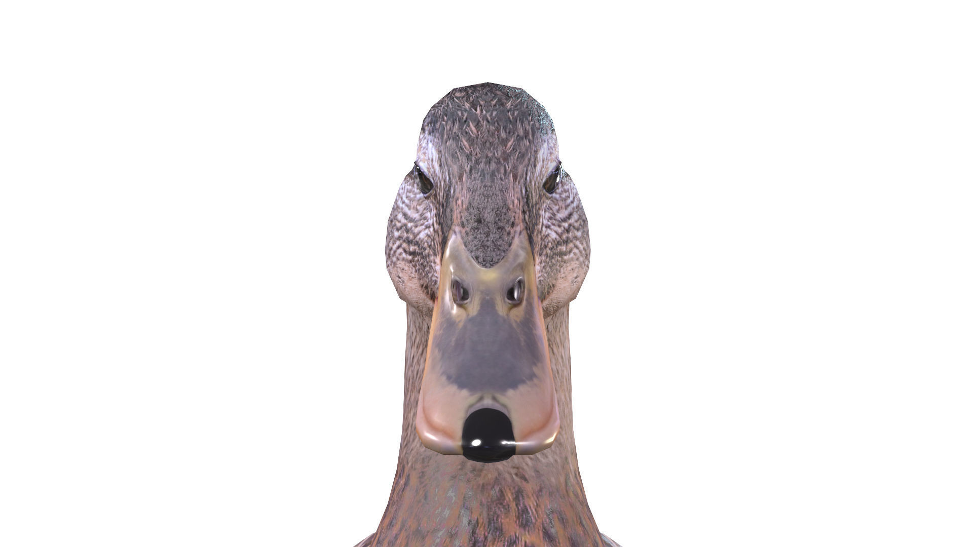 Mallard Duck Female 3D model_6