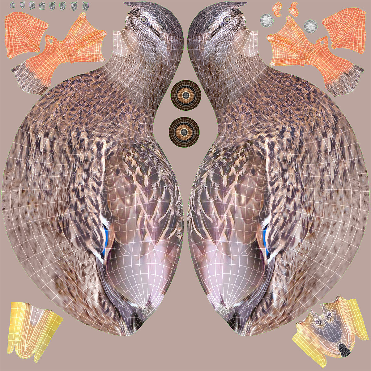 Mallard Duck Female 3D model_13