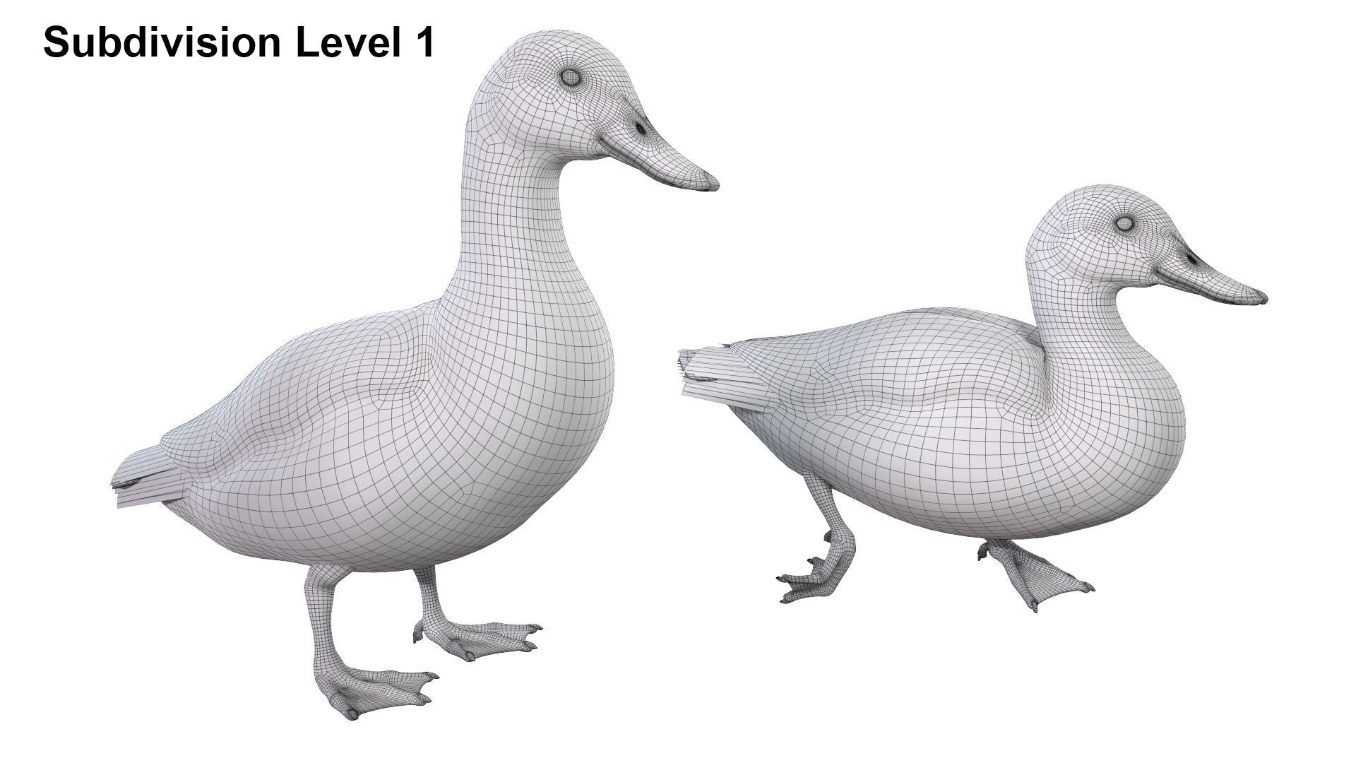Mallard Duck Female 3D model_12