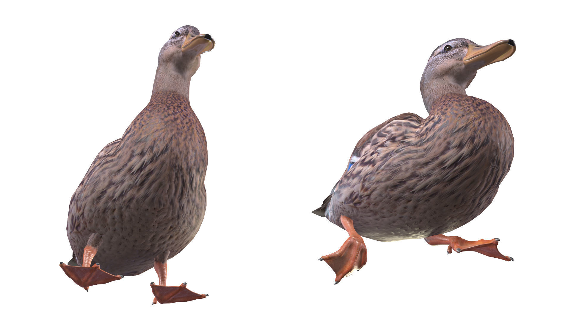 Mallard Duck Female 3D model_4