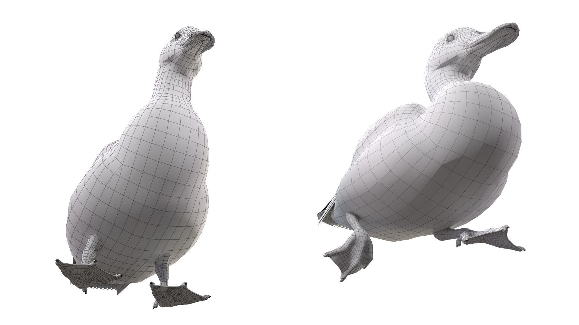 Mallard Duck Female 3D model_10