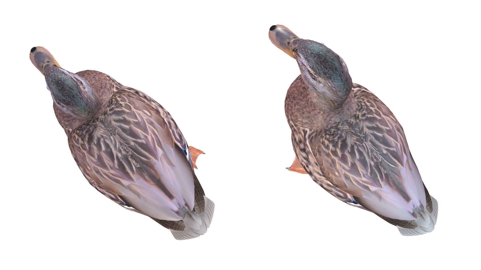 Mallard Duck Female 3D model_3