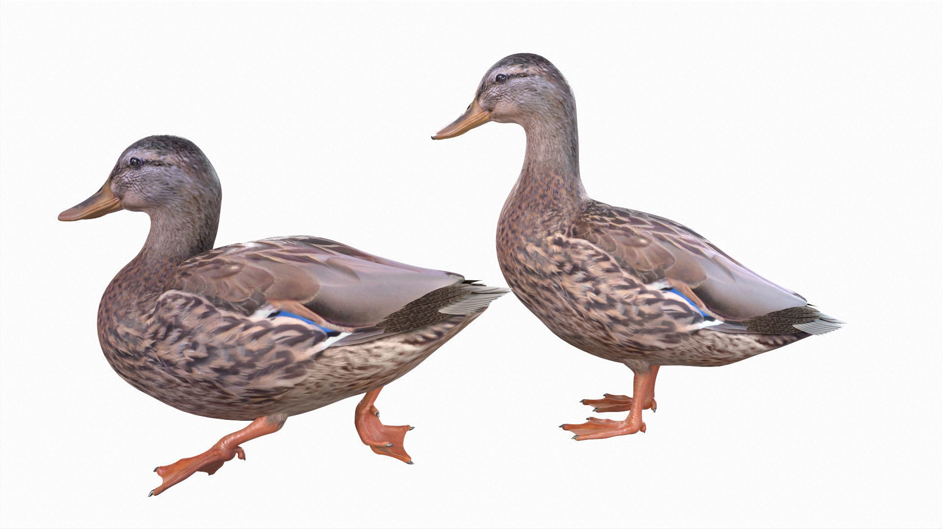 Mallard Duck Female 3D model_2