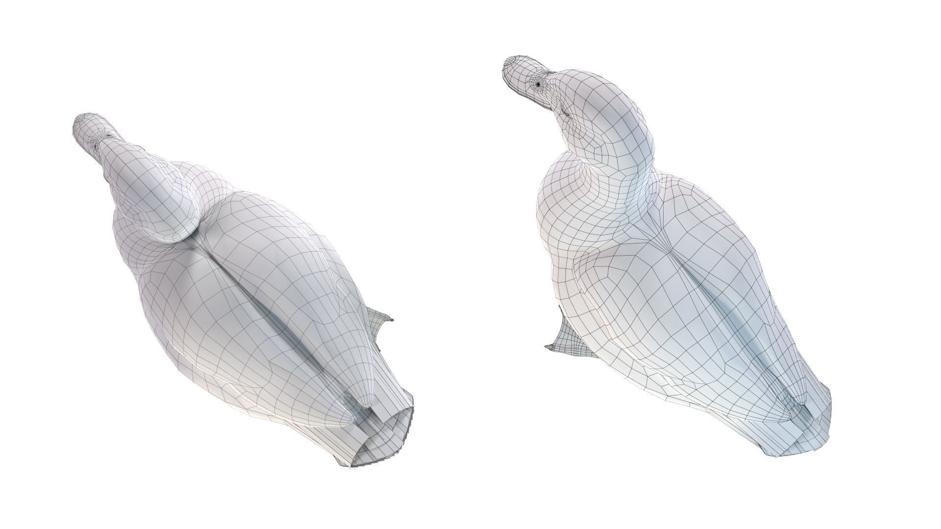 Mallard Duck Female 3D model_9