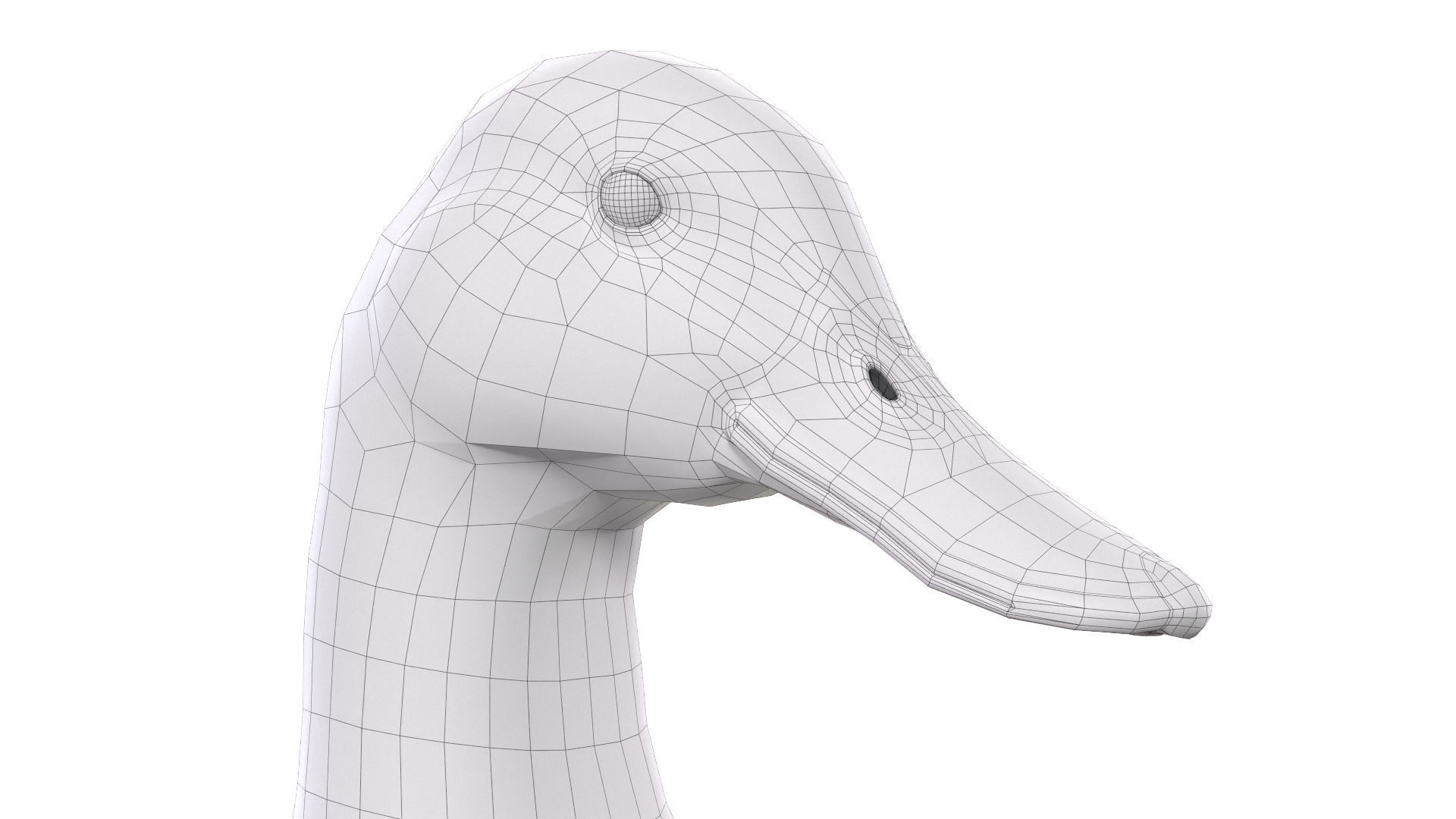 Mallard Duck Female 3D model_8