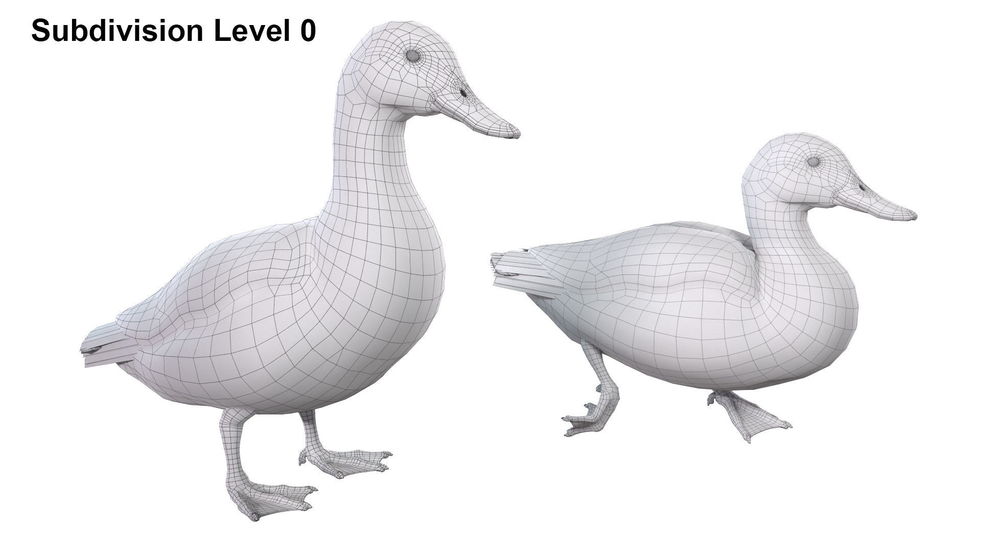 Mallard Duck Female 3D model_11