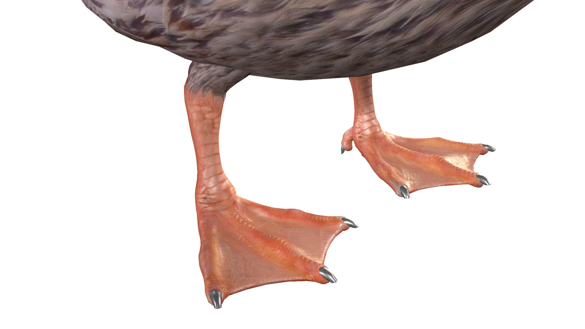 Mallard Duck Female 3D model_7