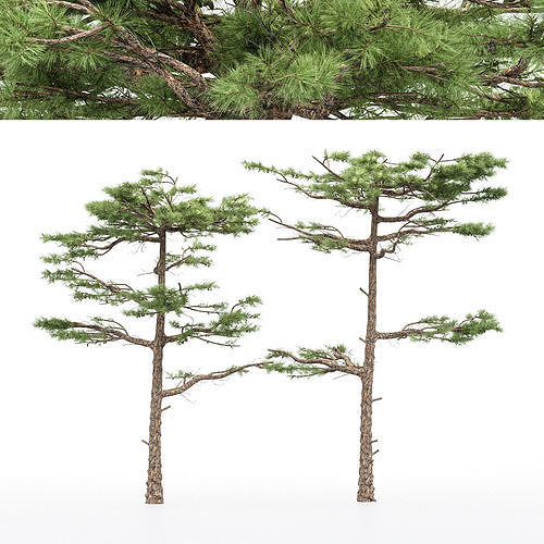 2 diffrent tree Huangshan Pine 3D model