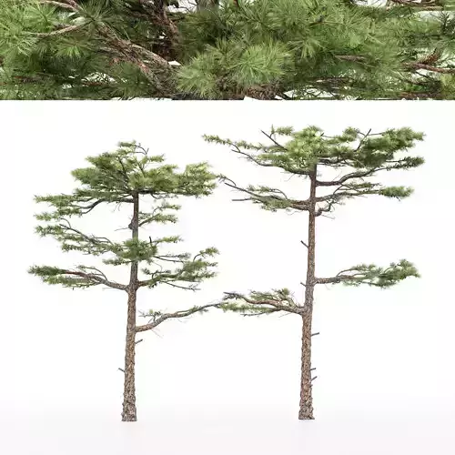 2 diffrent tree Huangshan Pine