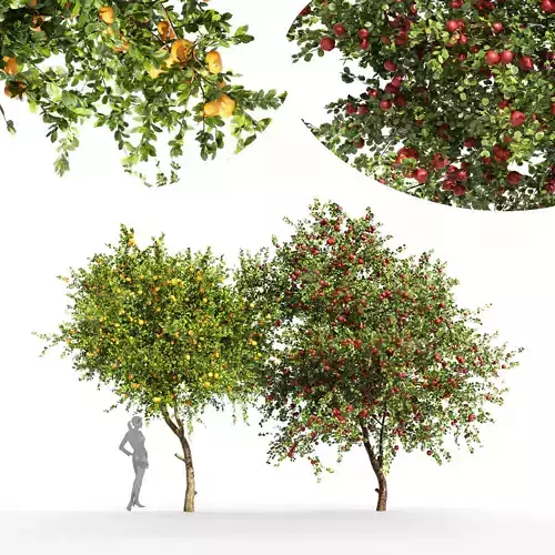 2tree - Apple fruit tree Tangerine fruit tree 3D model