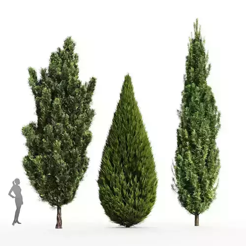 3tree Mediterranean Cypress Italian Cypress Juniperus chinensis