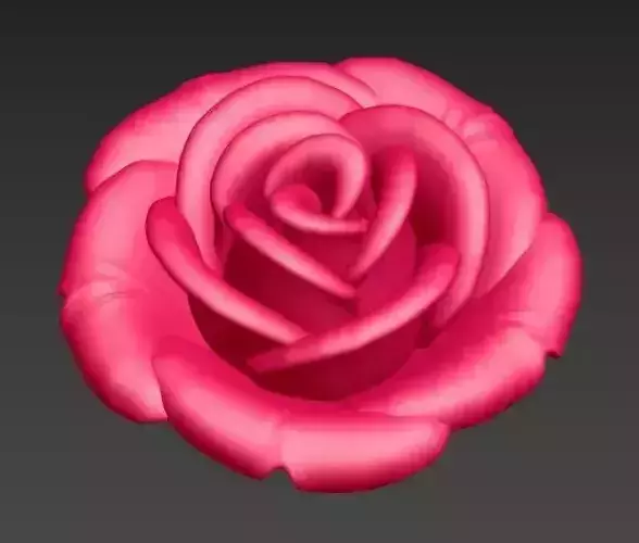Rose flower