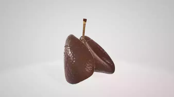 Real textured lungs with animation