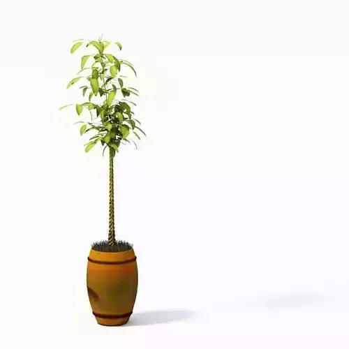 Potted Tree Plant