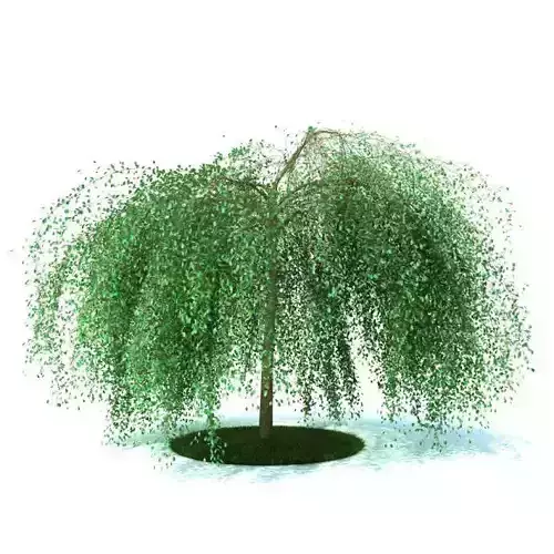 Weeping Willow 3D model