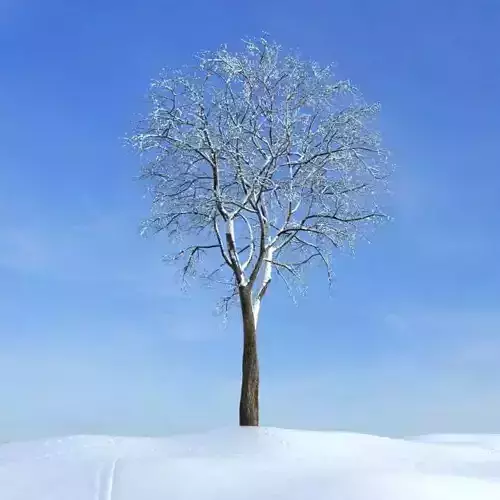 Winter Tree