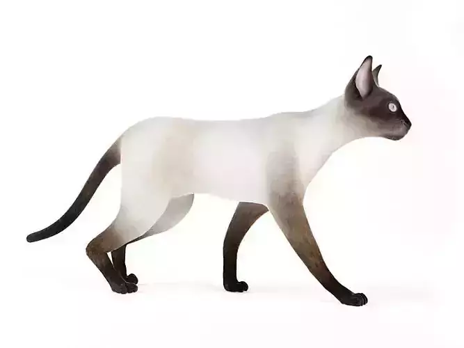 Animal   Siamese Cat