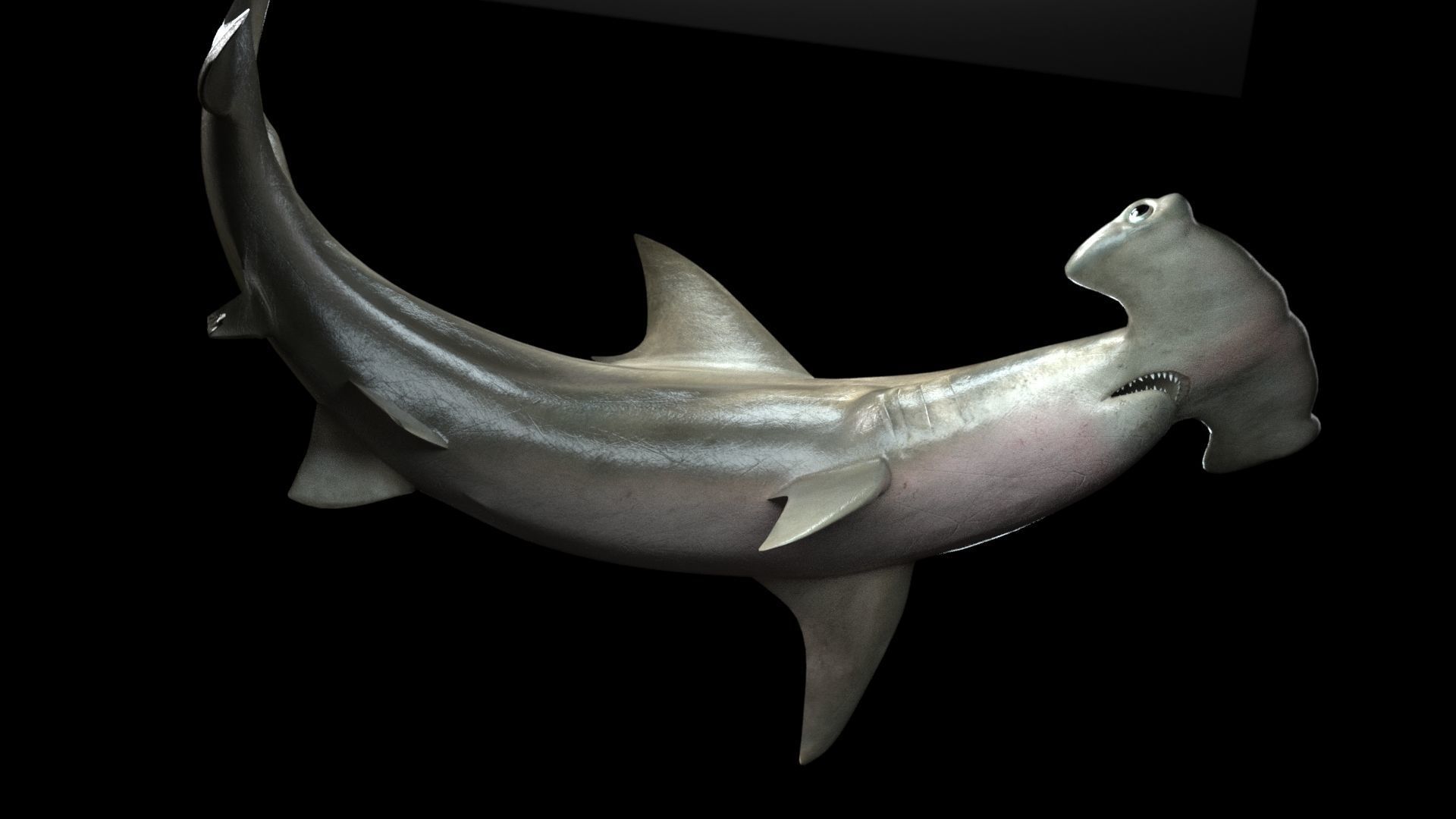 Hammerhead Shark with 3DS Max Octane Support Low-poly 3D model_10