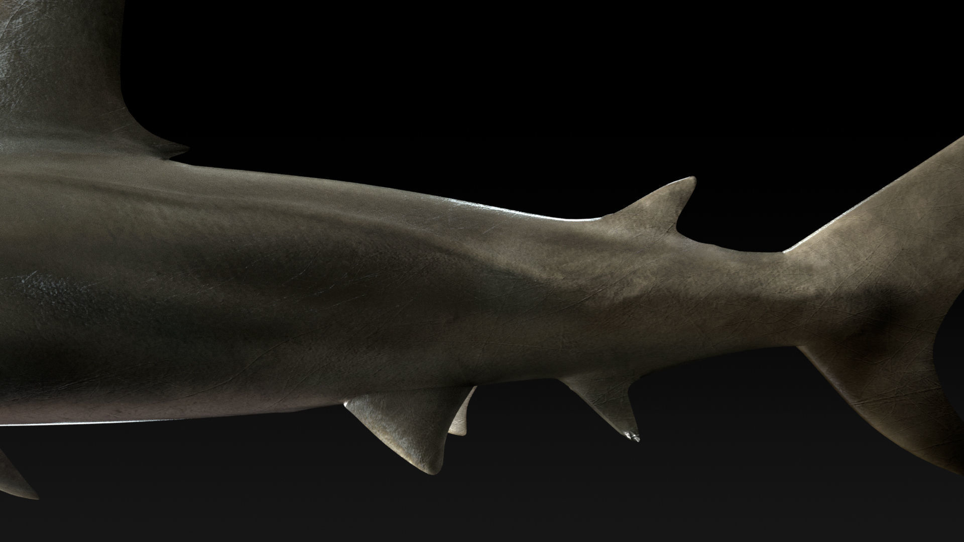 Hammerhead Shark with 3DS Max Octane Support Low-poly 3D model_6