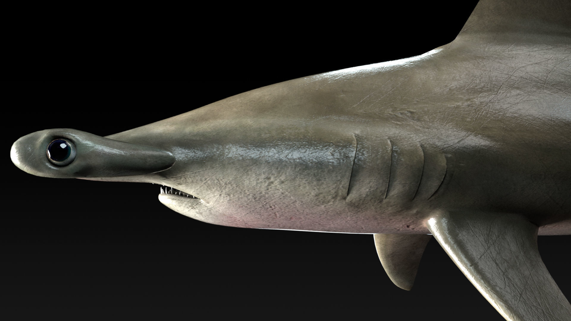 Hammerhead Shark with 3DS Max Octane Support Low-poly 3D model_4