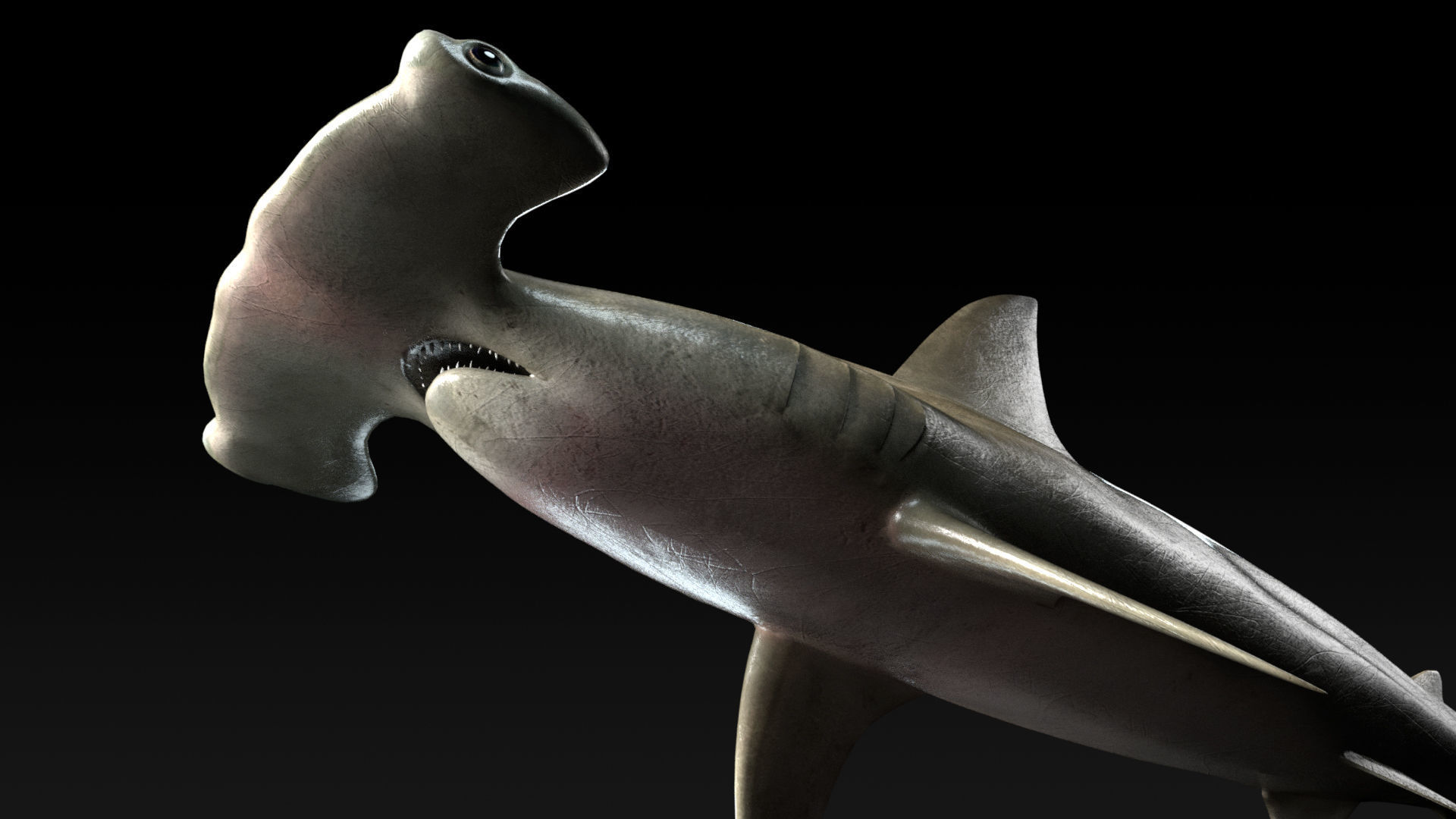 Hammerhead Shark with 3DS Max Octane Support Low-poly 3D model_8