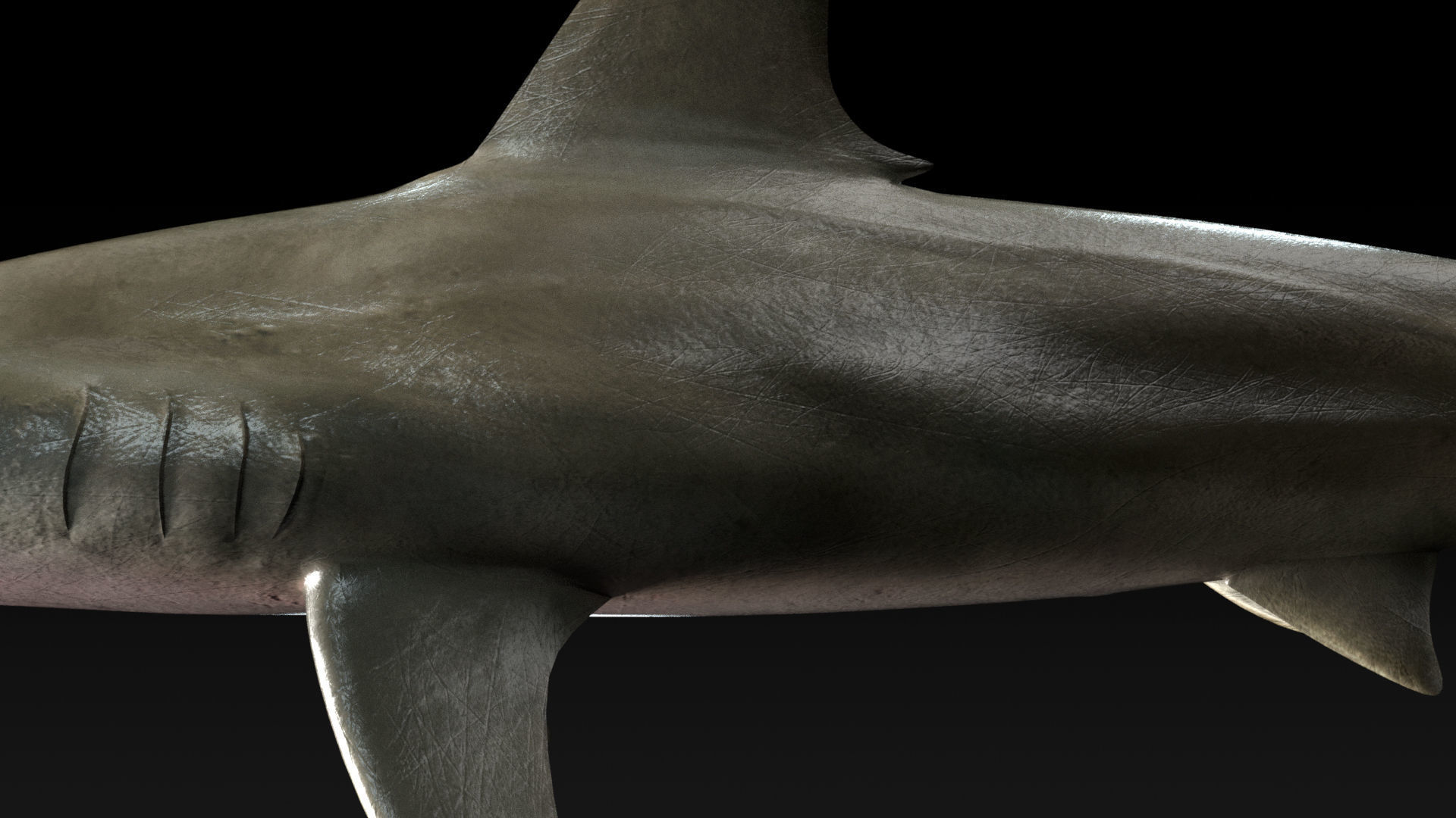 Hammerhead Shark with 3DS Max Octane Support Low-poly 3D model_5