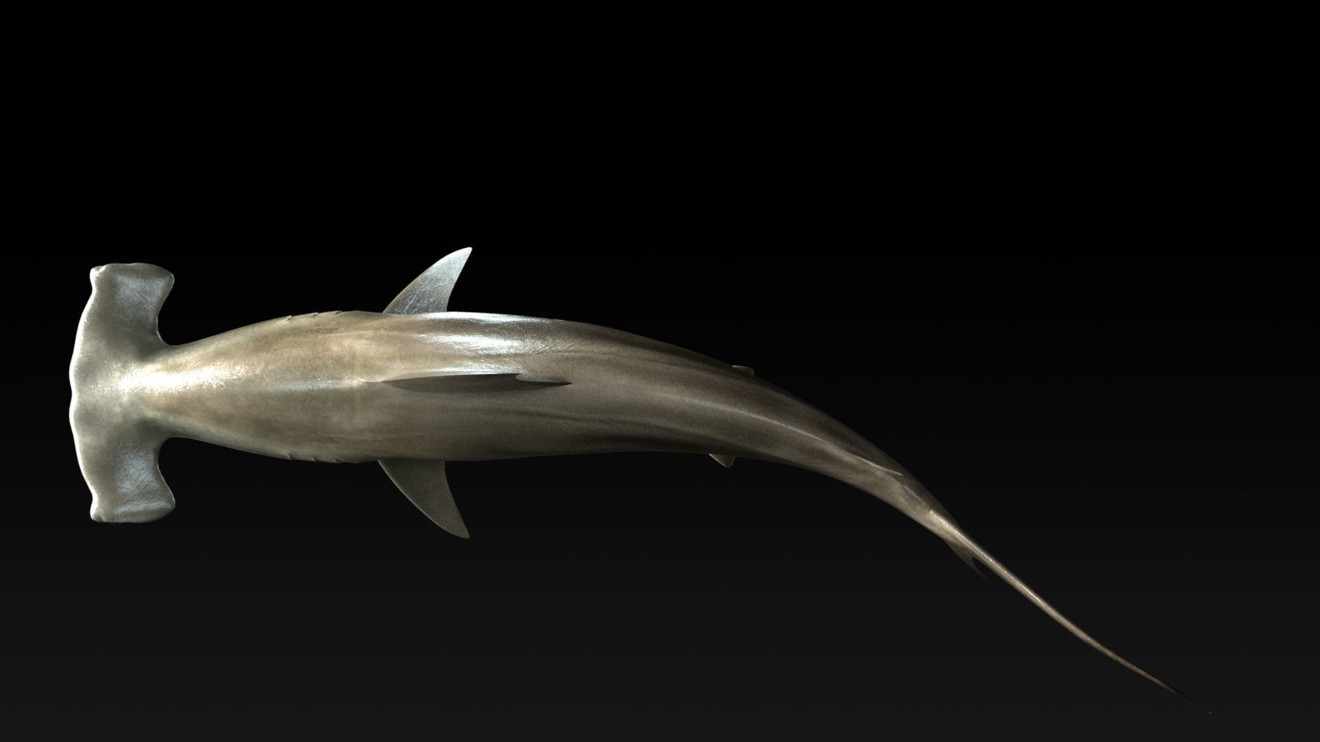 Hammerhead Shark with 3DS Max Octane Support Low-poly 3D model_9