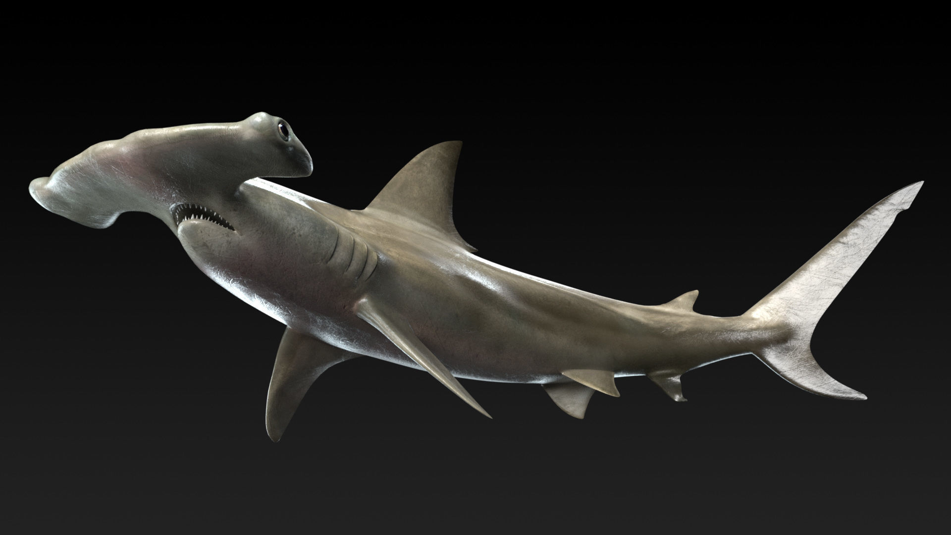 Hammerhead Shark with 3DS Max Octane Support Low-poly 3D model_2