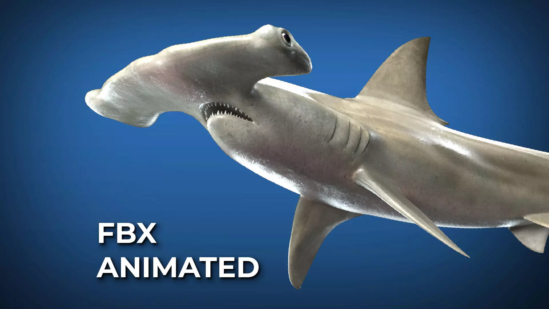 Hammerhead Shark with 3DS Max Octane Support Low-poly 3D model_0