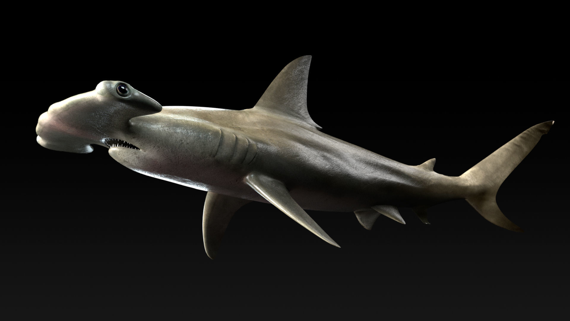 Hammerhead Shark with 3DS Max Octane Support Low-poly 3D model_7