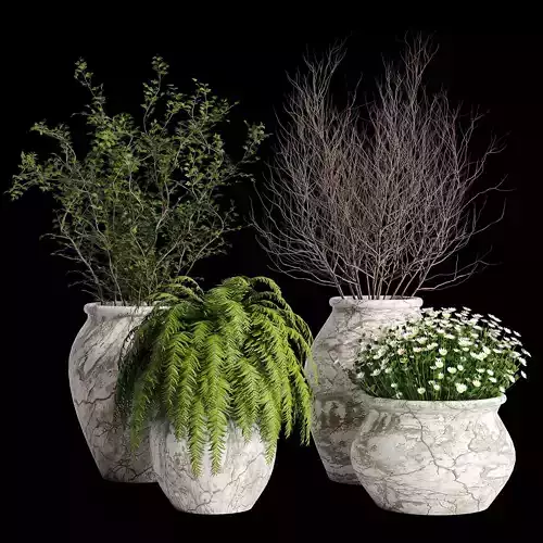 Indoor plant collection 18