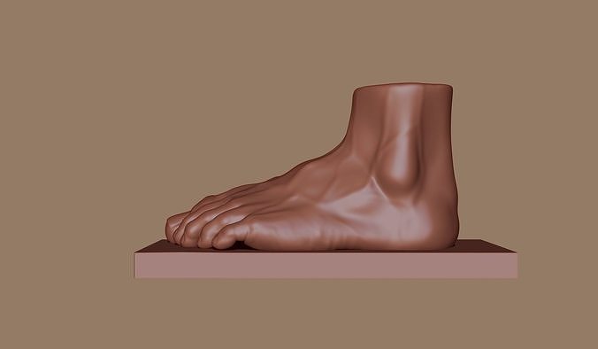 Mens Foot Anatomy 3D model