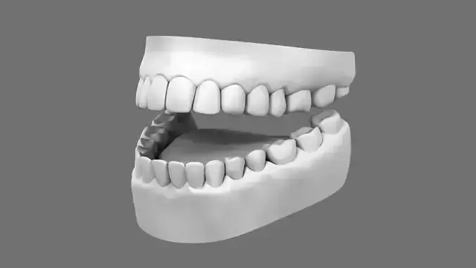 Teeth Human  3D model