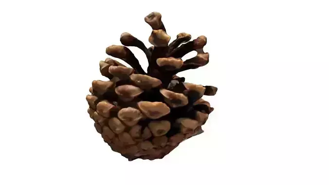 Pine cone