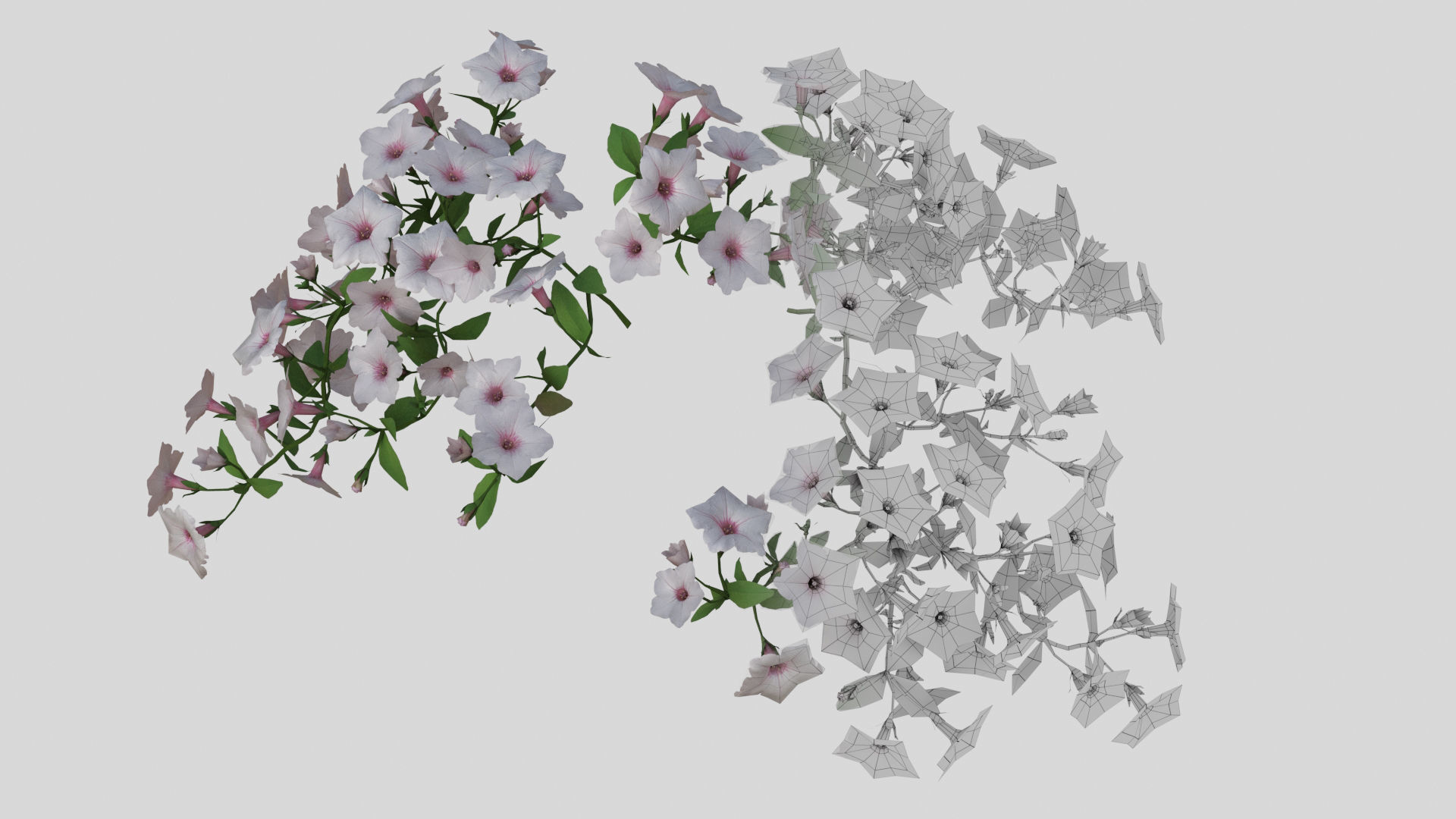 Hanging Flower Petunia 3D model_10