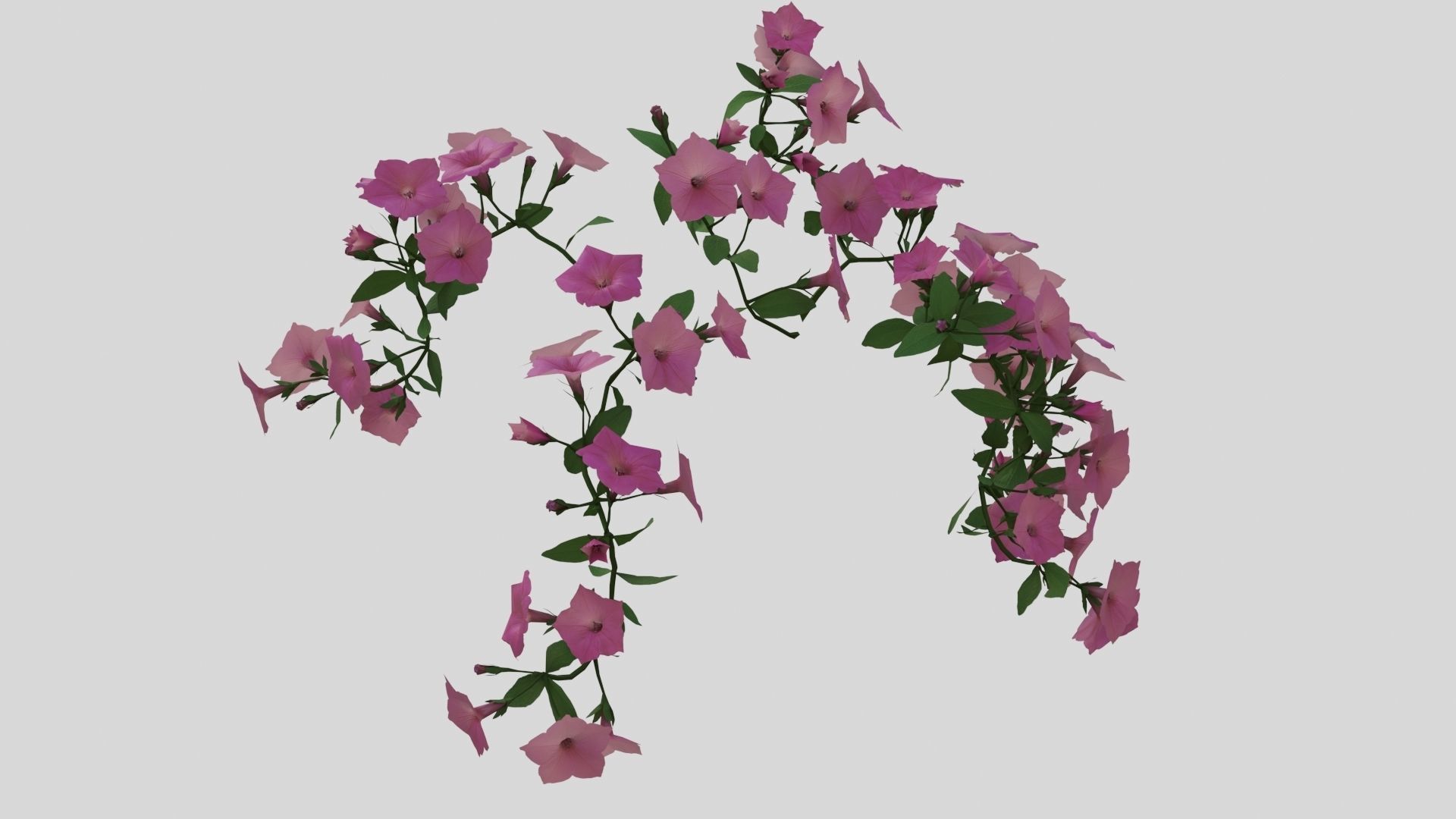 Hanging Flower Petunia 3D model_9